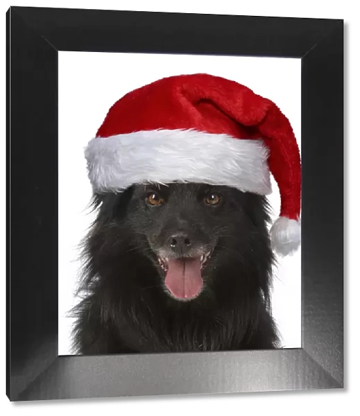 13131633. DOG. Pyrenean sheepdog wearing a Christmas hat Date