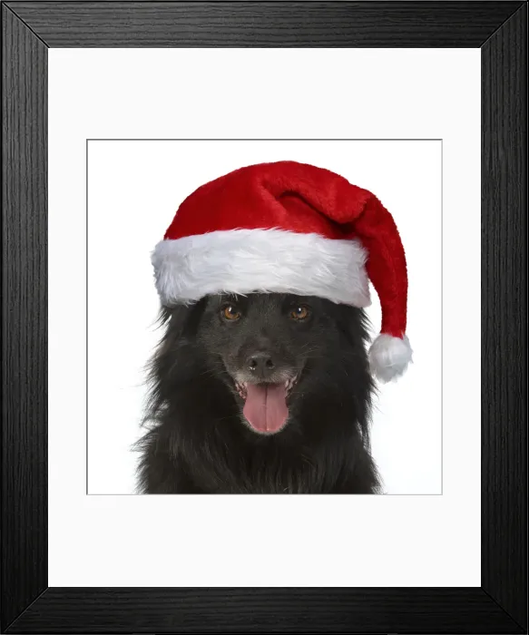 Framed Print : 13131633. DOG. Pyrenean sheepdog wearing a Christmas hat Date Framed Print : 13131633. DOG. Pyrenean sheepdog wearing a Christmas hat Date