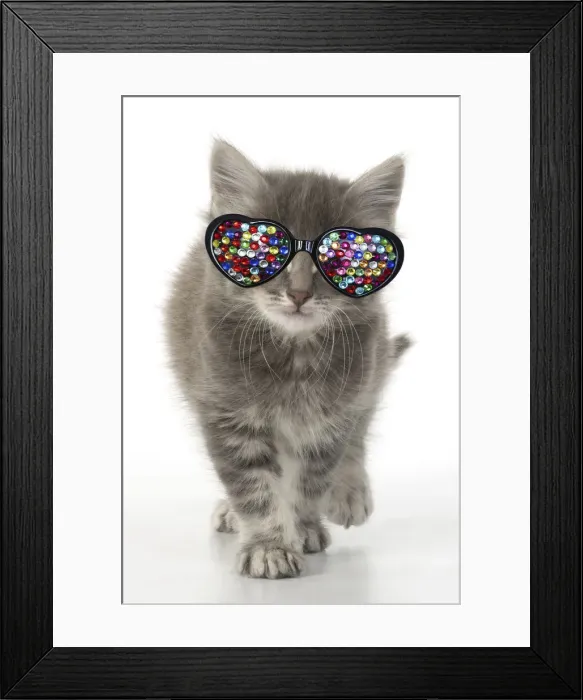 Framed Print : 13131634. CAT. grey / silver tabby kitten wearing heart shaped jewel glasses Date Framed Print : 13131634. CAT. grey / silver tabby kitten wearing heart shaped jewel glasses Date