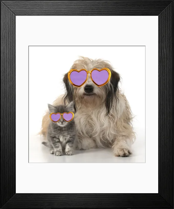 Framed Print : 13131635. DOG. Cross breed, hairy dog sitting with 7 week old kitten Framed Print : 13131635. DOG. Cross breed, hairy dog sitting with 7 week old kitten