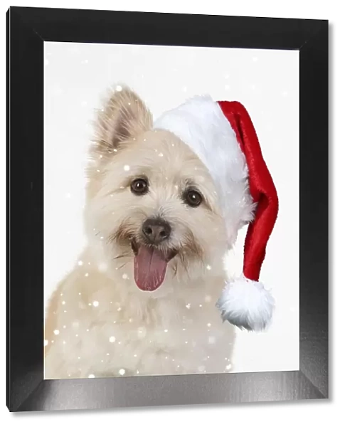 13131636. DOG. Teddy bear dog wearing a Christmas hat Date