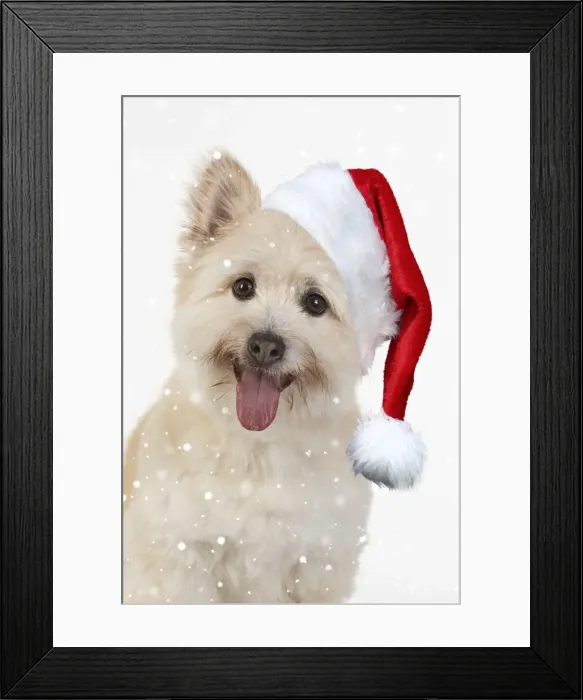Framed Print : 13131636. DOG. Teddy bear dog wearing a Christmas hat Date Framed Print : 13131636. DOG. Teddy bear dog wearing a Christmas hat Date