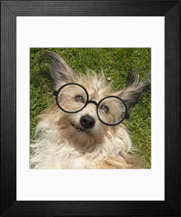 Framed Print : 13131637. DOG. cross breed dog, lying on its back on grass Framed Print : 13131637. DOG. cross breed dog, lying on its back on grass
