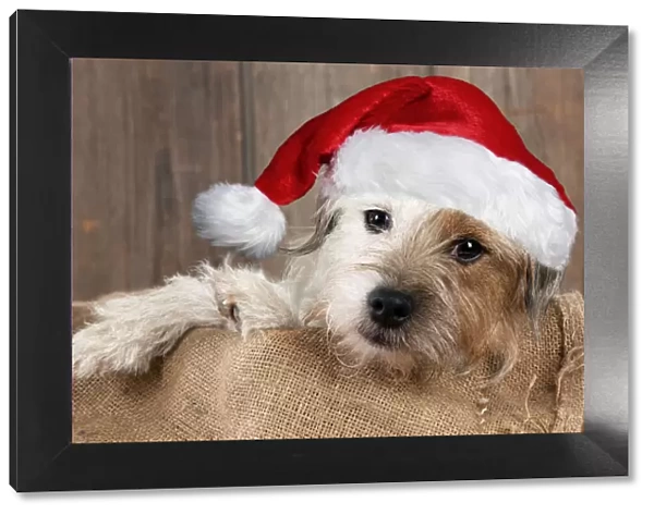13131638. DOG - Jack Russell Terrier wearing a red Christmas hat Date