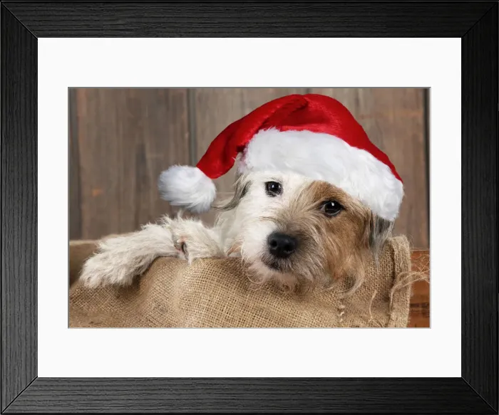 Framed Print : 13131638. DOG - Jack Russell Terrier wearing a red Christmas hat Date Framed Print : 13131638. DOG - Jack Russell Terrier wearing a red Christmas hat Date