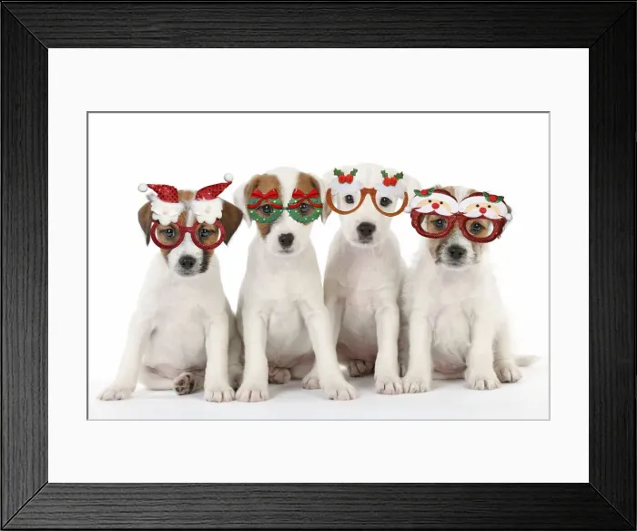 Framed Print : 13131640. DOG Framed Print : 13131640. DOG