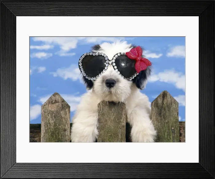 Framed Print : 13131641. Polish Lowland Sheepdog puppy wearing heart shaped glasses Date Framed Print : 13131641. Polish Lowland Sheepdog puppy wearing heart shaped glasses Date