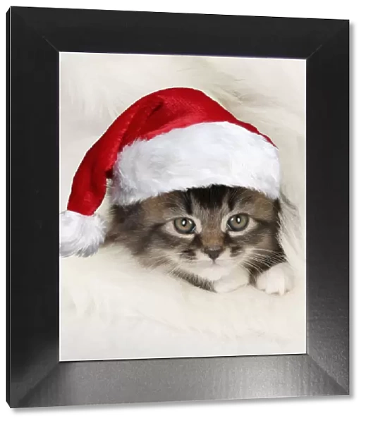 13131643. CAT - Somali x tabby kitten wearing Christmas hat Date