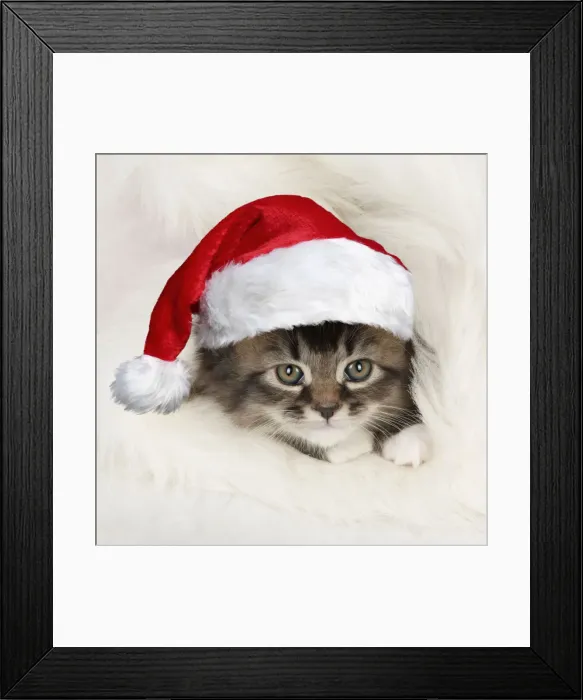 Framed Print : 13131643. CAT - Somali x tabby kitten wearing Christmas hat Date Framed Print : 13131643. CAT - Somali x tabby kitten wearing Christmas hat Date