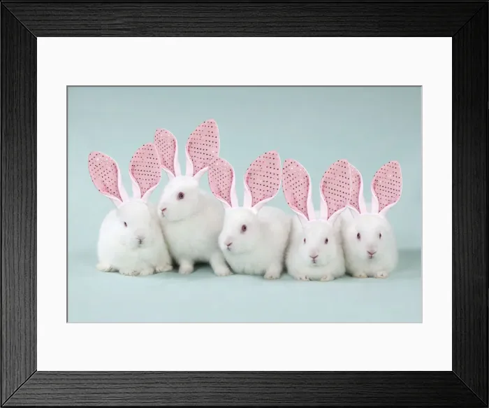 Framed Print : 13131644. RABBIT - Mini ivory satin rabbits sitting in a row wearing fake bunny ears Date Framed Print : 13131644. RABBIT - Mini ivory satin rabbits sitting in a row wearing fake bunny ears Date