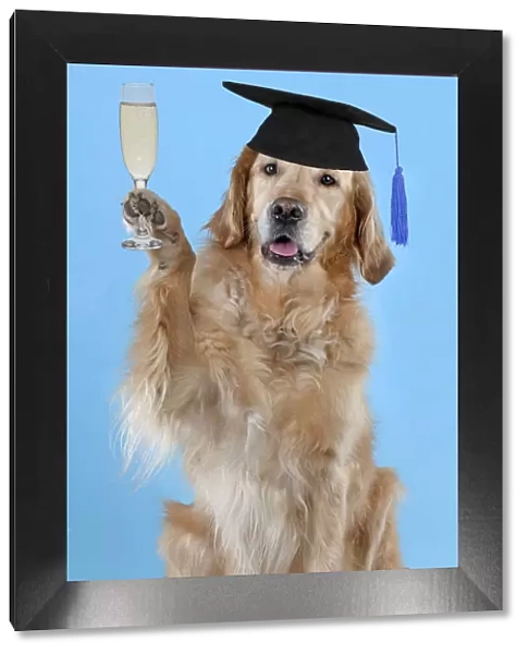 13131646. DOG - Golden retriever celebrating graduation with a glass of champagne Date