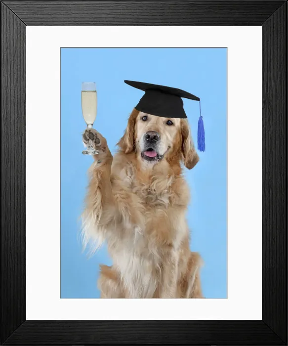 Framed Print : 13131646. DOG - Golden retriever celebrating graduation with a glass of champagne Date Framed Print : 13131646. DOG - Golden retriever celebrating graduation with a glass of champagne Date