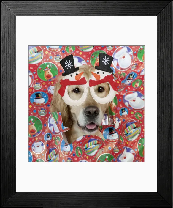 Framed Print : 13131647. DOG - Golden retriever looking through a hole in wrapping paper Date Framed Print : 13131647. DOG - Golden retriever looking through a hole in wrapping paper Date