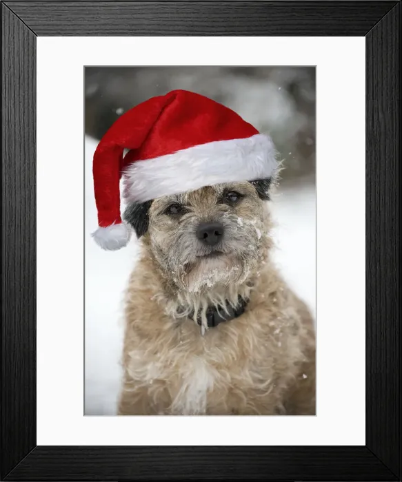 Framed Print : 13131648. DOG - Border terrier in snow wearing a Christmas hat Date Framed Print : 13131648. DOG - Border terrier in snow wearing a Christmas hat Date