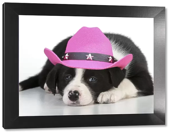 13131649. DOG - Border collie puppy lying down wearing a pink cowboy hat Date