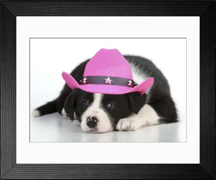 Framed Print : 13131649. DOG - Border collie puppy lying down wearing a pink cowboy hat Date Framed Print : 13131649. DOG - Border collie puppy lying down wearing a pink cowboy hat Date