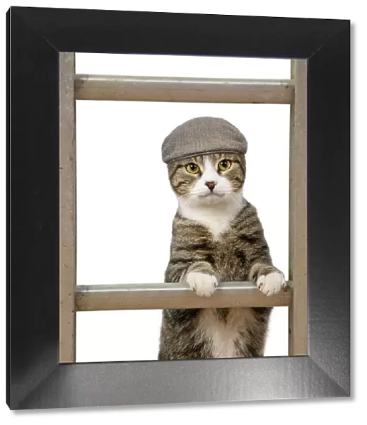 13131650. CAT. Tabby & white cat climbing a ladder wearing a flat cap Date