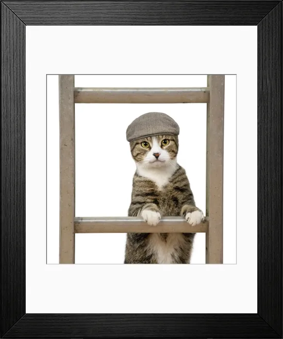 Framed Print : 13131650. CAT. Tabby and white cat climbing a ladder wearing a flat cap Date Framed Print : 13131650. CAT. Tabby and white cat climbing a ladder wearing a flat cap Date