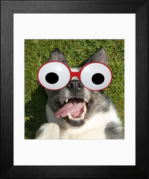 Framed Print : 13131651. DOG. Collie cross dog laying on its back on grass Framed Print : 13131651. DOG. Collie cross dog laying on its back on grass
