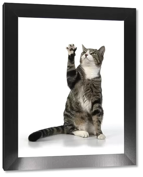 13131653. CAT. Tabby & white cat with paws up, studio, white background Date