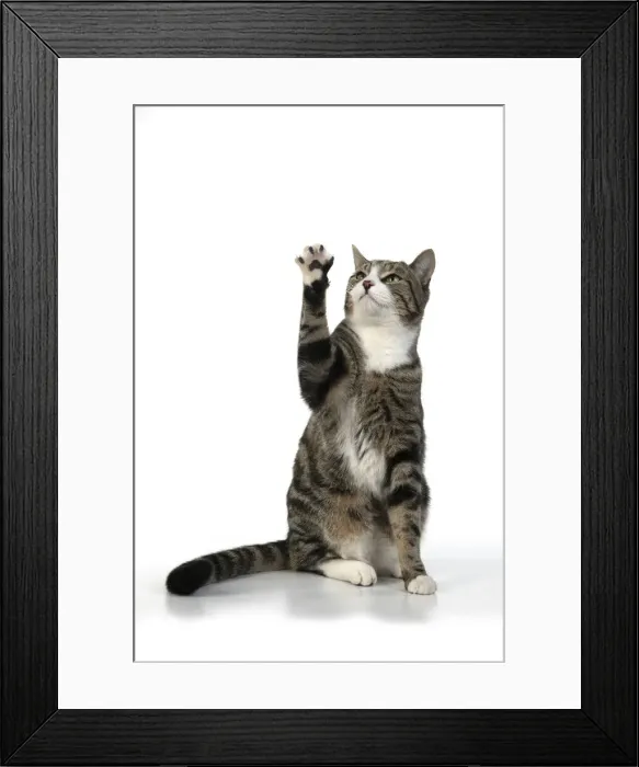 Framed Print : 13131653. CAT. Tabby and white cat with paws up, studio, white background Date Framed Print : 13131653. CAT. Tabby and white cat with paws up, studio, white background Date