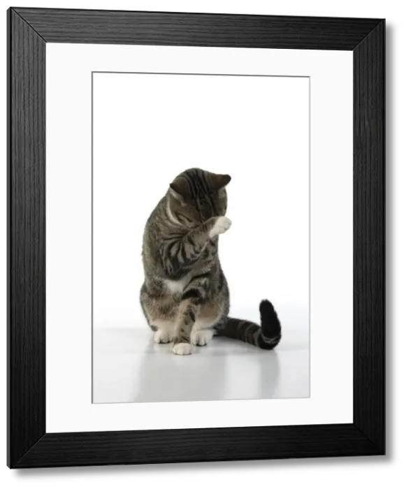 Framed Print : 13131654. CAT. Tabby and white cat with paws up, studio, white background Date Framed Print : 13131654. CAT. Tabby and white cat with paws up, studio, white background Date