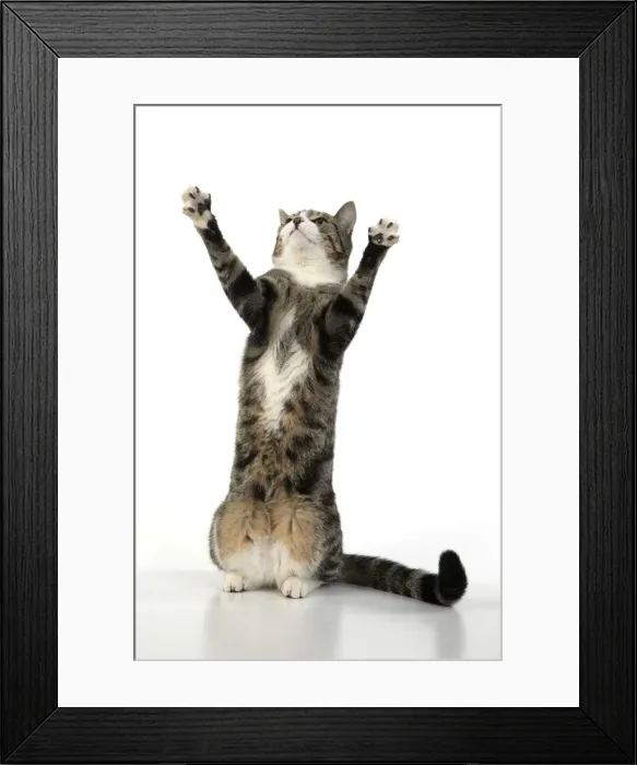 Framed Print : 13131655. CAT. Tabby and white cat with paws up, studio, white background Date Framed Print : 13131655. CAT. Tabby and white cat with paws up, studio, white background Date