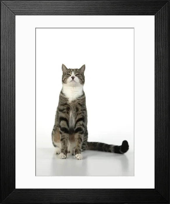 Framed Print : 13131656. CAT. Tabby and white cat with paws up, studio, white background Date Framed Print : 13131656. CAT. Tabby and white cat with paws up, studio, white background Date