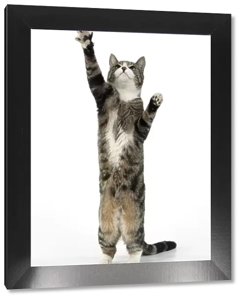 13131657. CAT. Tabby & white cat with paws up, studio, white background Date