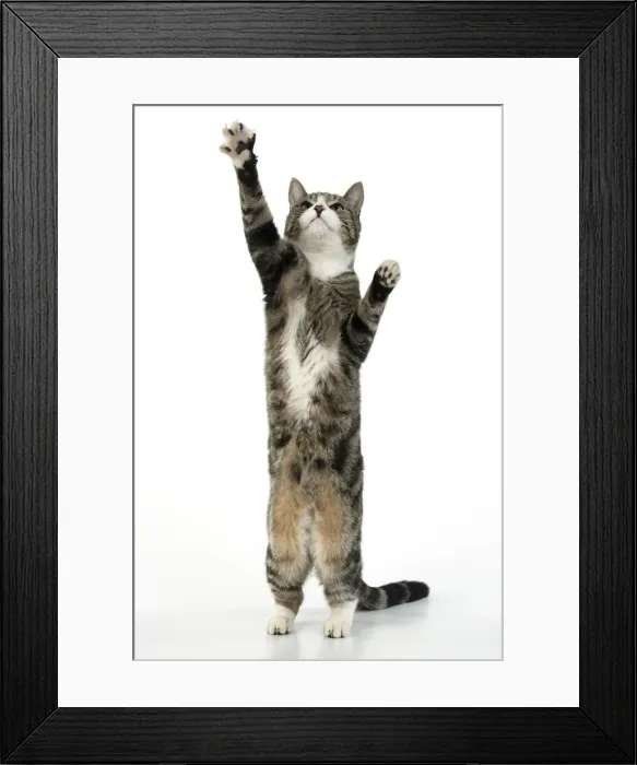 Framed Print : 13131657. CAT. Tabby and white cat with paws up, studio, white background Date Framed Print : 13131657. CAT. Tabby and white cat with paws up, studio, white background Date