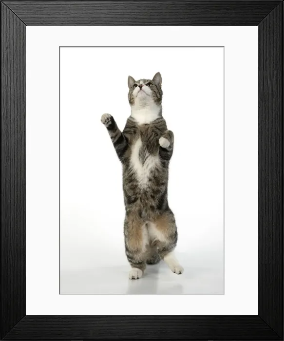 Framed Print : 13131658. CAT. Tabby and white cat with paws up, studio, white background Date Framed Print : 13131658. CAT. Tabby and white cat with paws up, studio, white background Date
