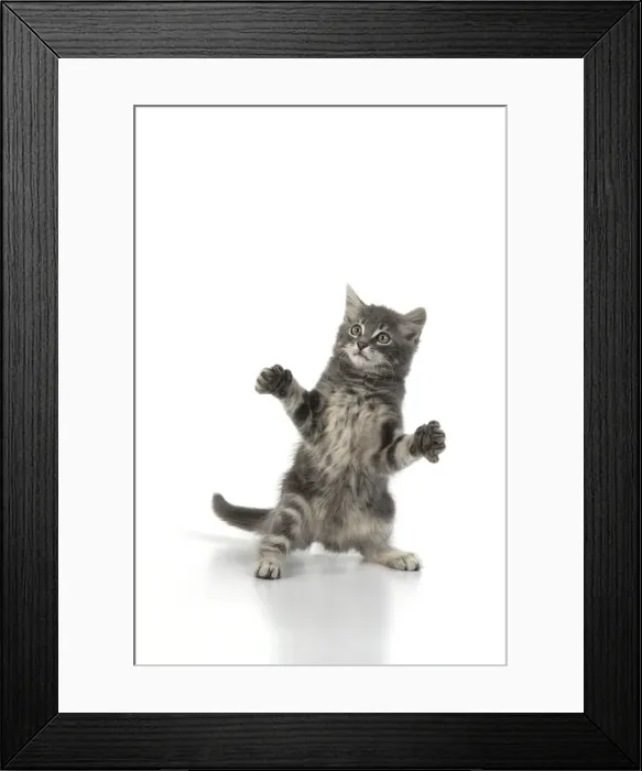 Framed Print : 13131660. CAT. silver grey kitten ( 12 weeks old ) with paws up Framed Print : 13131660. CAT. silver grey kitten ( 12 weeks old ) with paws up