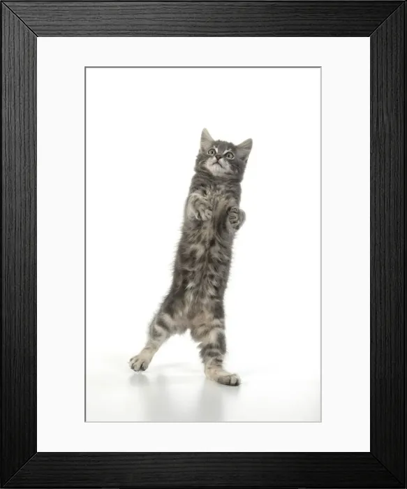 Framed Print : 13131659. CAT. silver grey kitten ( 12 weeks old ) with paws up Framed Print : 13131659. CAT. silver grey kitten ( 12 weeks old ) with paws up