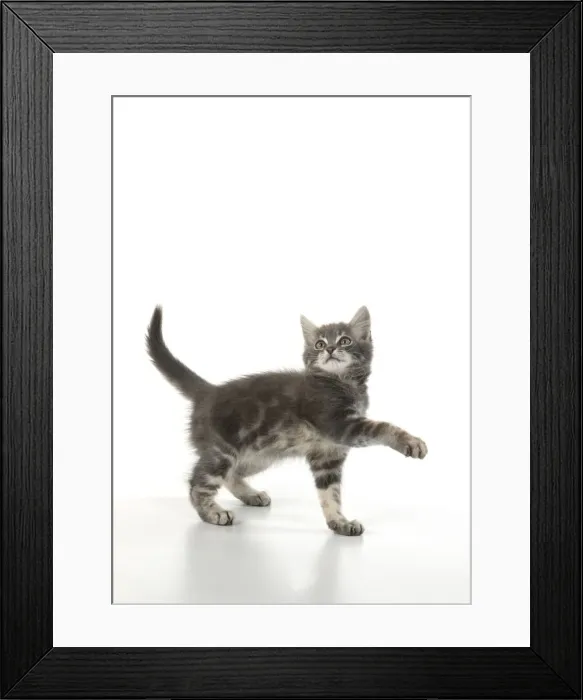 Framed Print : 13131661. CAT. silver grey kitten ( 12 weeks old ) with paws up Framed Print : 13131661. CAT. silver grey kitten ( 12 weeks old ) with paws up
