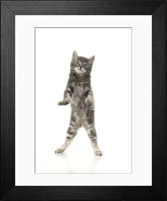 Framed Print : 13131662. CAT. silver grey kitten ( 12 weeks old ) with paws up Framed Print : 13131662. CAT. silver grey kitten ( 12 weeks old ) with paws up
