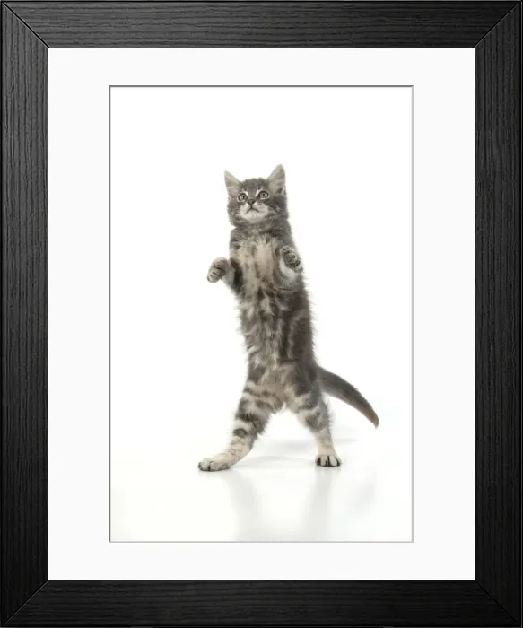 Framed Print : 13131663. CAT. silver grey kitten ( 12 weeks old ) with paws up Framed Print : 13131663. CAT. silver grey kitten ( 12 weeks old ) with paws up