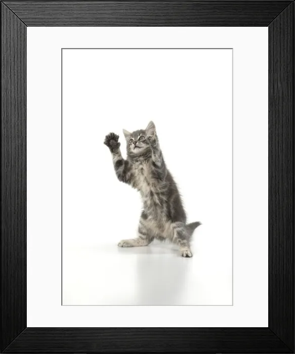 Framed Print : 13131664. CAT. silver grey kitten ( 12 weeks old ) with paws up Framed Print : 13131664. CAT. silver grey kitten ( 12 weeks old ) with paws up