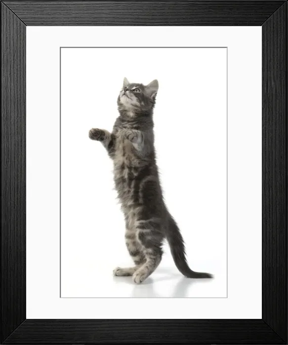 Framed Print : 13131665. CAT. silver grey kitten ( 12 weeks old ) with paws up Framed Print : 13131665. CAT. silver grey kitten ( 12 weeks old ) with paws up
