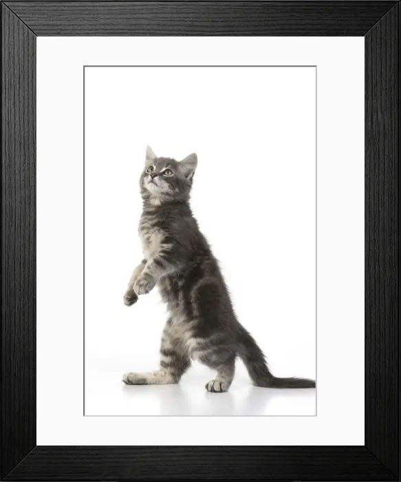 Framed Print : 13131666. CAT. silver grey kitten ( 12 weeks old ) with paws up Framed Print : 13131666. CAT. silver grey kitten ( 12 weeks old ) with paws up