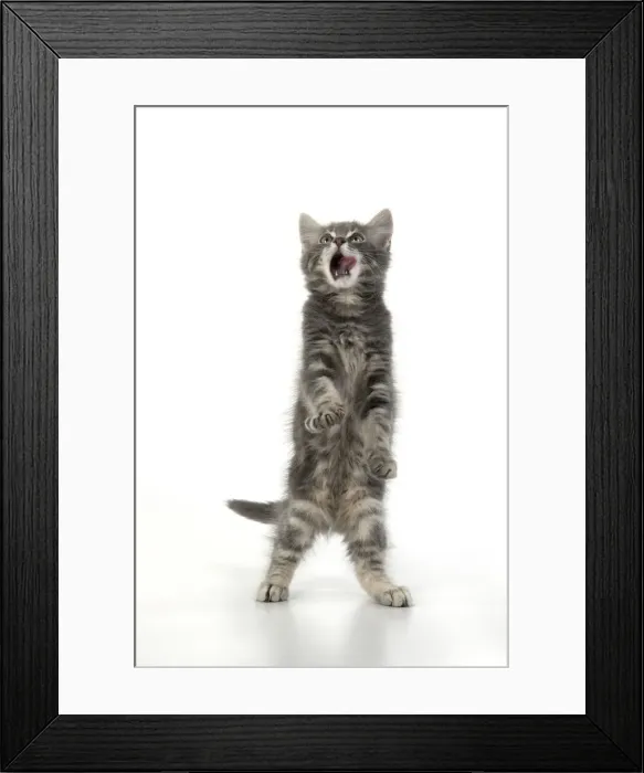 Framed Print : 13131667. CAT. silver grey kitten ( 12 weeks old ) with paws up Framed Print : 13131667. CAT. silver grey kitten ( 12 weeks old ) with paws up
