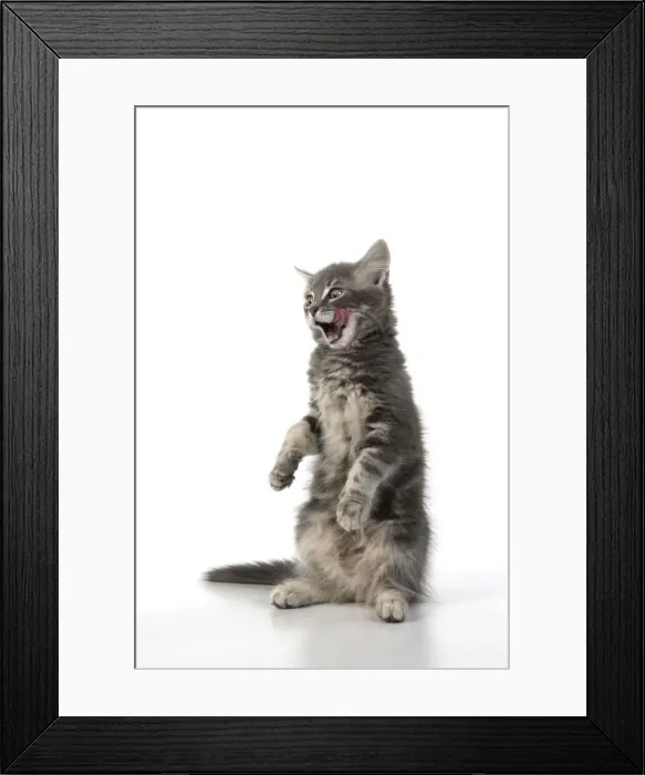 Framed Print : 13131668. CAT. silver grey kitten ( 12 weeks old ) with paws up Framed Print : 13131668. CAT. silver grey kitten ( 12 weeks old ) with paws up