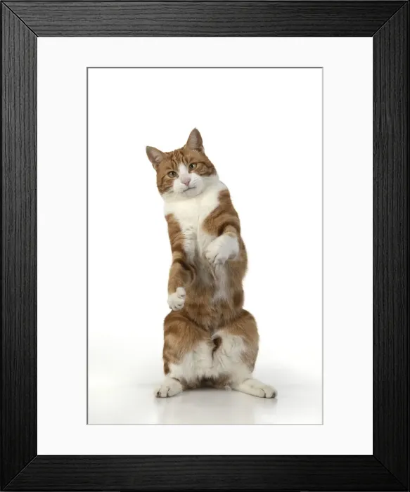 Framed Print : 13131670. CAT. Ginger and white cat with paws up, studio, white background Date Framed Print : 13131670. CAT. Ginger and white cat with paws up, studio, white background Date