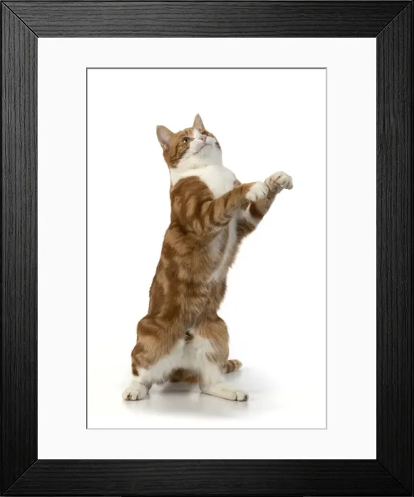 Framed Print : 13131671. CAT. Ginger and white cat with paws up, studio, white background Date Framed Print : 13131671. CAT. Ginger and white cat with paws up, studio, white background Date