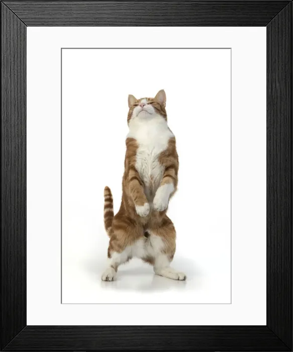 Framed Print : 13131673. CAT. Ginger and white cat with paws up, studio, white background Date Framed Print : 13131673. CAT. Ginger and white cat with paws up, studio, white background Date