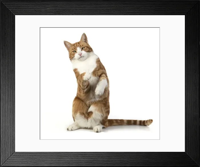 Framed Print : 13131674. CAT. Ginger and white cat with paws up, studio, white background Date Framed Print : 13131674. CAT. Ginger and white cat with paws up, studio, white background Date
