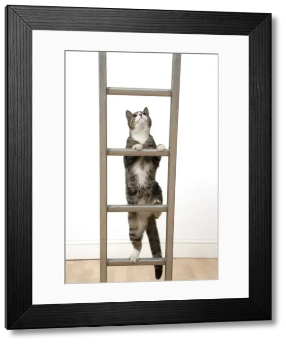 Framed Print : 13131675. CAT. Tabby and white cat climbing a ladder, studio, white background Date Framed Print : 13131675. CAT. Tabby and white cat climbing a ladder, studio, white background Date