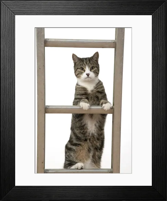 Framed Print : 13131676. CAT. Tabby and white cat climbing a ladder, studio, white background Date Framed Print : 13131676. CAT. Tabby and white cat climbing a ladder, studio, white background Date
