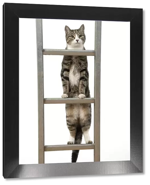 13131677. CAT. Tabby & white cat climbing a ladder, studio, white background Date
