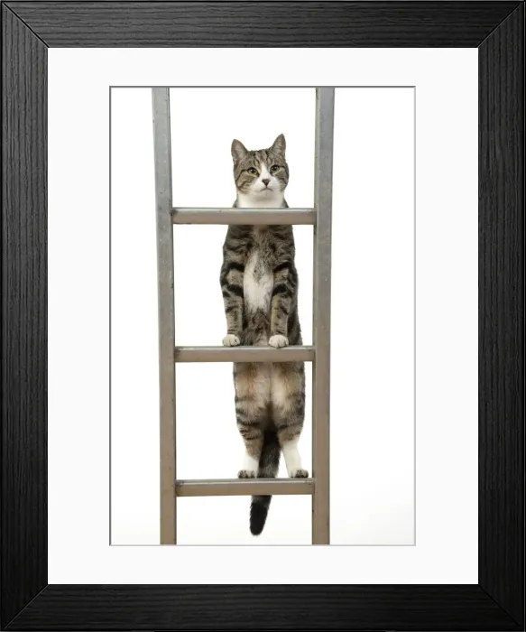 Framed Print : 13131677. CAT. Tabby and white cat climbing a ladder, studio, white background Date Framed Print : 13131677. CAT. Tabby and white cat climbing a ladder, studio, white background Date