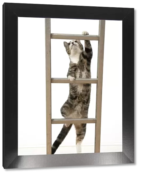 13131678. CAT. Tabby & white cat climbing a ladder, studio, white background Date